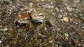 Frog pond twins rain river
