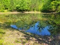 Frog pond with water shield cow pond