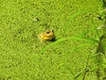 Frog in the Pond: A young bullfrog sits on the edge of a pond covered in a bright green duckweed