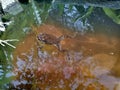 Frog in pool Royalty Free Stock Photo