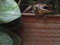 A frog in a pot with a leaf on it. Royalty Free Stock Photo