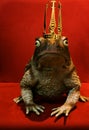 Frog Prince Royalty Free Stock Photo