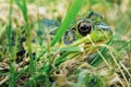 Little frog on a summer afternoon Royalty Free Stock Photo