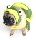 Frog Pug Royalty Free Stock Photo