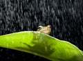 Frog in the rain Royalty Free Stock Photo