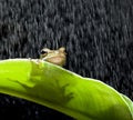 Frog in the rain Royalty Free Stock Photo
