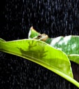 Frog in the rain Royalty Free Stock Photo