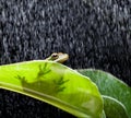 Frog on a rainy day Royalty Free Stock Photo