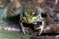 Frog (Rana clamitans melanota) in water