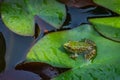 Frog Rana ridibunda pelophylax ridibundus sits in pond on green leaf of water lily. Close-up of small frog in natural habitat Royalty Free Stock Photo