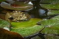 Frog Rana ridibunda pelophylax ridibundus sits in pond on the wet water lily leaves and looks at camera. Closeup natural habita Royalty Free Stock Photo