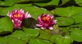 Frog Rana ridibunda sits on leaves of red water lily or lotus flower Attraction in the pond of Arboretum Park Southern Cultures Royalty Free Stock Photo