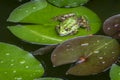 A frog Rana ridibunda sits in a pond on the green leaf of the water lily and looks into the camera. Royalty Free Stock Photo