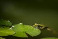 A frog Rana ridibunda sits in a pond. It leans against the leaf of the water-lily. Natural habitat and nature concept for design. Royalty Free Stock Photo