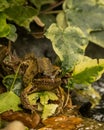 Frog, rana temporaria, living on edge of my garden pond