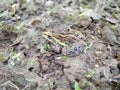 frog ready to jump ground landscape background Royalty Free Stock Photo