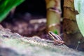 Frog ready to jump Royalty Free Stock Photo