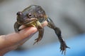 Frog Ready to Jump Royalty Free Stock Photo