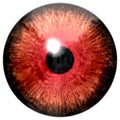 Frog red animal eyeball isolated