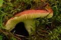 Frog on red russula cap and in green forest moss ant near mushroom leg Royalty Free Stock Photo