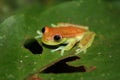 Frog reptile tropical animal Amasonia