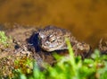 Frog in a reservoir Royalty Free Stock Photo