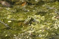 Frog in a reservoir Royalty Free Stock Photo