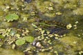 Frog in a reservoir Royalty Free Stock Photo