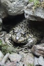 A frog resting in a cave