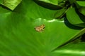A Frog resting on a lotus leaf Royalty Free Stock Photo