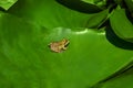 A Frog resting on a lotus leaf Royalty Free Stock Photo