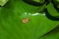 A Frog resting on a lotus leaf Royalty Free Stock Photo