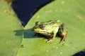A Frog resting on a lotus leaf Royalty Free Stock Photo