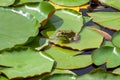 Frog resting on a lotus leaf. Green frog on water lilly Royalty Free Stock Photo