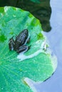 Frog resting on a lotus leaf Royalty Free Stock Photo