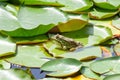 Frog resting on a lotus leaf. Green frog on water lilly Royalty Free Stock Photo