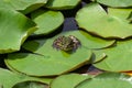 Frog resting on a lotus leaf. Green frog on water lilly. Looking at camera. Royalty Free Stock Photo