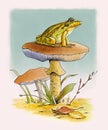 Frog resting on a mushroom Royalty Free Stock Photo