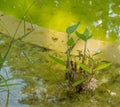 Frog resting in the pond Royalty Free Stock Photo
