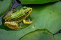 Frog resting. Pool frog sitting on leaf. Pelophylax lessonae. European frog. Marsh frog with Nymphaea leaf Royalty Free Stock Photo