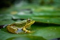 Frog resting. Pool frog sitting on leaf. Pelophylax lessonae. European frog. Marsh frog with Nymphaea leaf Royalty Free Stock Photo