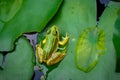 Frog resting. Pool frog sitting on leaf. Pelophylax lessonae. European frog. Marsh frog with Nymphaea leaf Royalty Free Stock Photo