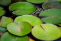 Frog resting. Pool frog sitting on leaf. Pelophylax lessonae. European frog. Marsh frog with Nymphaea leaf Royalty Free Stock Photo