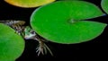 Frog resting. Pool frog sitting on leaf. Pelophylax lessonae. European frog. Marsh frog with Nymphaea leaf Royalty Free Stock Photo