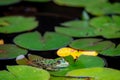 Frog resting. Pool frog sitting on leaf. Pelophylax lessonae. European frog. Marsh frog with Nymphaea leaf Royalty Free Stock Photo