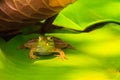 Frog Resting in the Shade Royalty Free Stock Photo
