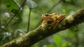 A frog resting on a tree branch in dense jungles Royalty Free Stock Photo