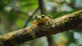 A frog resting on a tree branch in dense jungles Royalty Free Stock Photo