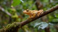 A frog resting on a tree branch in dense jungles Royalty Free Stock Photo