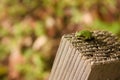 Frog resting on a tree